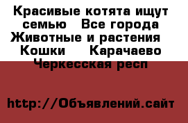 Красивые котята ищут семью - Все города Животные и растения » Кошки   . Карачаево-Черкесская респ.